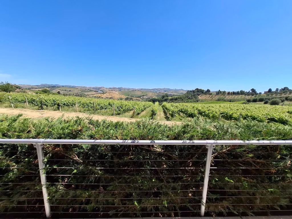 Colline, campi e uliveti intorno alla Country House Andromeda nel Piceno